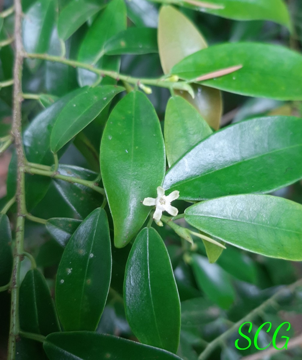 Erythroxylum zeylanicum O.E.Schulz